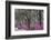 Live oak trees draped in Spanish moss and azaleas, Bonaventure Cemetery, Savannah, Georgia-Adam Jones-Framed Photographic Print