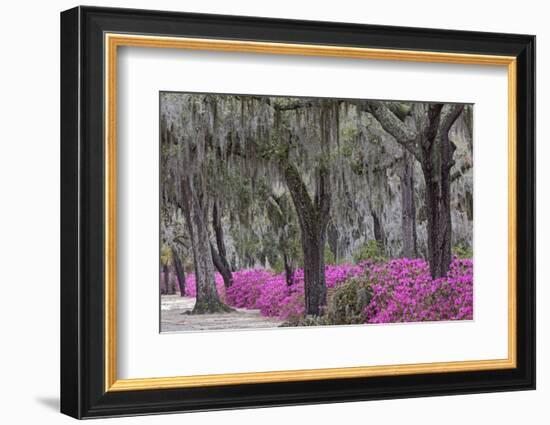 Live oak trees draped in Spanish moss and azaleas, Bonaventure Cemetery, Savannah, Georgia-Adam Jones-Framed Photographic Print