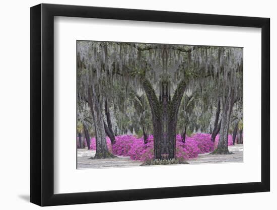 Live oak trees draped in Spanish moss and azaleas, Bonaventure Cemetery, Savannah, Georgia-Adam Jones-Framed Photographic Print