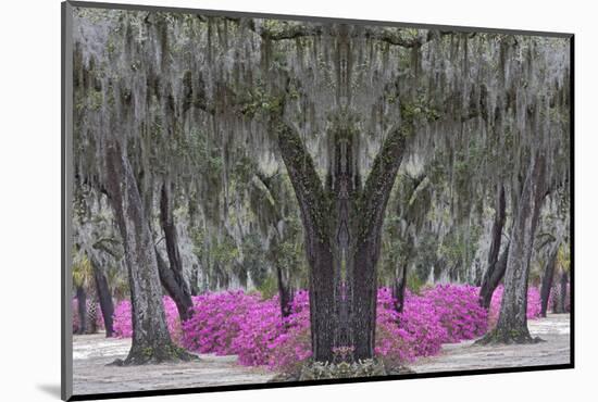 Live oak trees draped in Spanish moss and azaleas, Bonaventure Cemetery, Savannah, Georgia-Adam Jones-Mounted Photographic Print