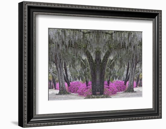 Live oak trees draped in Spanish moss and azaleas, Bonaventure Cemetery, Savannah, Georgia-Adam Jones-Framed Photographic Print