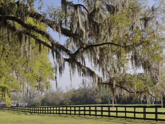 Live Oak Trees D In Spanish Moss Boone Hall Plantation Mount Live Oak Trees D In Spanish Moss Boone Hall Plantation Mount Pleasant Christ Church Parish Photographic Print By Adam Jones Art