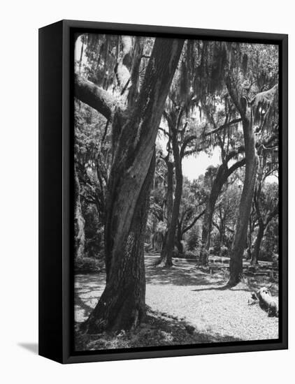 Live Oak Trees with Spanish Moss Hanging on and from Them-null-Framed Premier Image Canvas