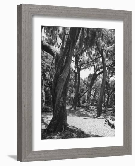 Live Oak Trees with Spanish Moss Hanging on and from Them-null-Framed Photographic Print