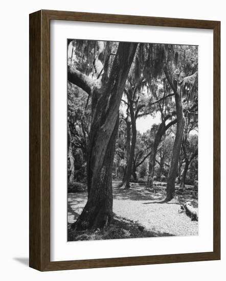 Live Oak Trees with Spanish Moss Hanging on and from Them-null-Framed Photographic Print