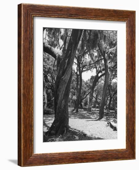 Live Oak Trees with Spanish Moss Hanging on and from Them-null-Framed Photographic Print