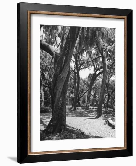 Live Oak Trees with Spanish Moss Hanging on and from Them-null-Framed Photographic Print