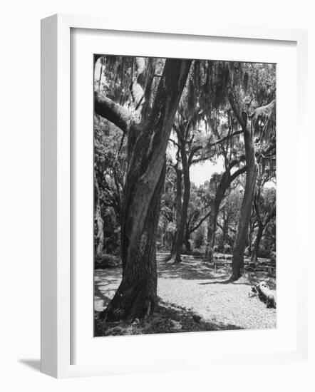 Live Oak Trees with Spanish Moss Hanging on and from Them-null-Framed Photographic Print