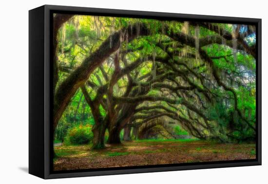 Live Oak Tunnel-Steven Maxx-Framed Premier Image Canvas