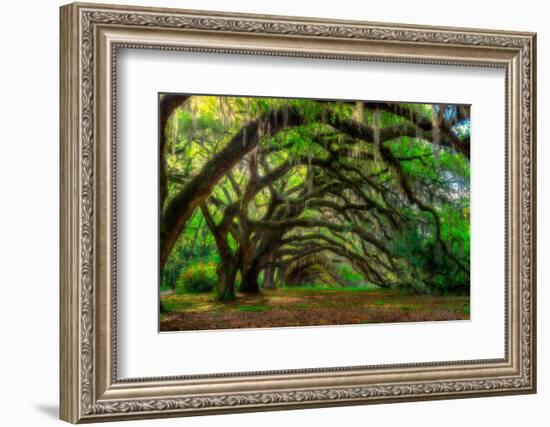 Live Oak Tunnel-Steven Maxx-Framed Photographic Print