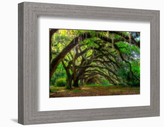 Live Oak Tunnel-Steven Maxx-Framed Photographic Print