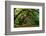 Live Oak Tunnel-Steven Maxx-Framed Photographic Print