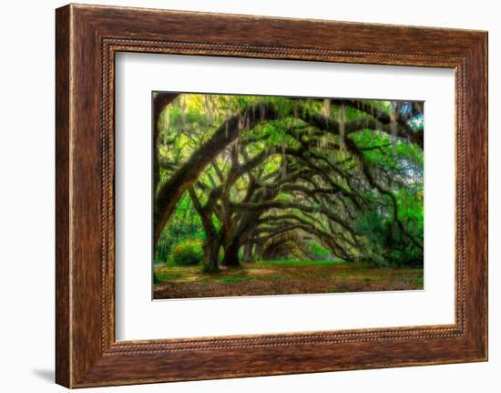 Live Oak Tunnel-Steven Maxx-Framed Photographic Print