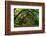 Live Oak Tunnel-Steven Maxx-Framed Photographic Print