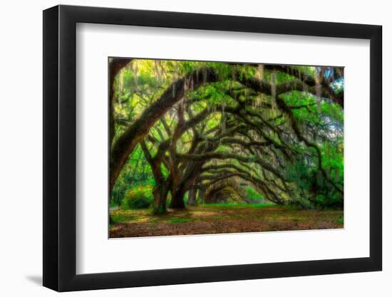 Live Oak Tunnel-Steven Maxx-Framed Photographic Print