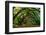 Live Oak Tunnel-Steven Maxx-Framed Photographic Print