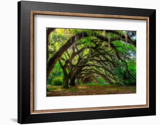 Live Oak Tunnel-Steven Maxx-Framed Photographic Print