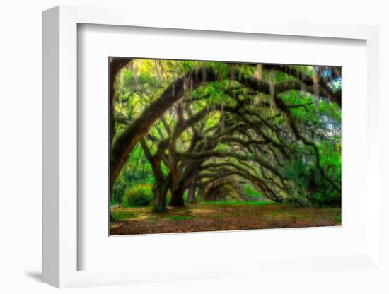 Live Oak Tunnel-Steven Maxx-Framed Photographic Print