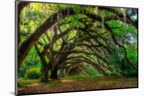 Live Oak Tunnel-Steven Maxx-Mounted Photographic Print