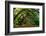 Live Oak Tunnel-Steven Maxx-Framed Photographic Print