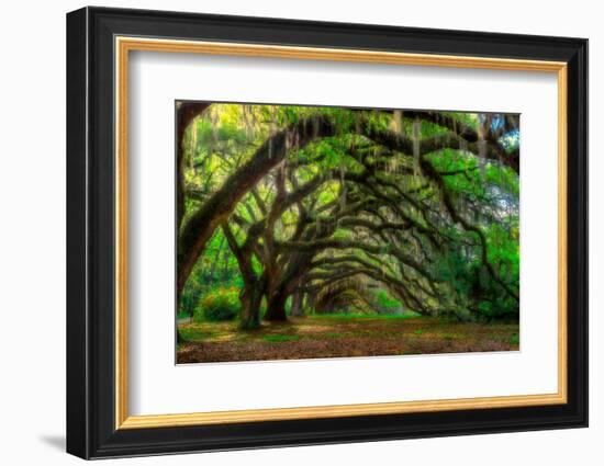 Live Oak Tunnel-Steven Maxx-Framed Photographic Print