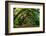 Live Oak Tunnel-Steven Maxx-Framed Photographic Print