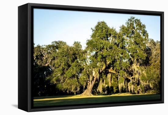 Live Oak with Spanish Moss, Atchafalaya Basin, Louisiana, USA-Alison Jones-Framed Premier Image Canvas
