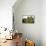 Live Oak with Spanish Moss, Atchafalaya Basin, Louisiana, USA-Alison Jones-Framed Premier Image Canvas displayed on a wall