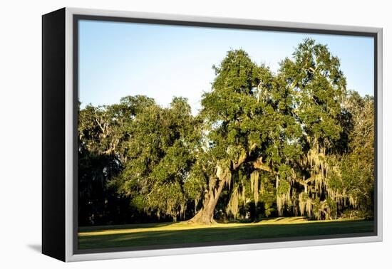 Live Oak with Spanish Moss, Atchafalaya Basin, Louisiana, USA-Alison Jones-Framed Premier Image Canvas