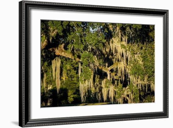 Live Oak with Spanish Moss, Atchafalaya Basin, Louisiana, USA-Alison Jones-Framed Photographic Print