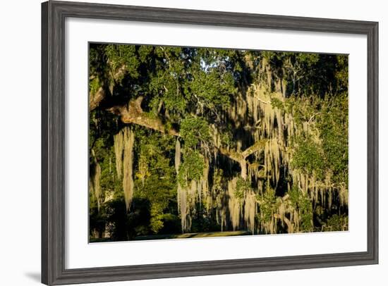 Live Oak with Spanish Moss, Atchafalaya Basin, Louisiana, USA-Alison Jones-Framed Photographic Print