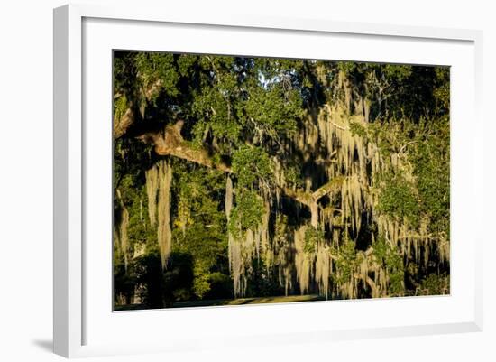 Live Oak with Spanish Moss, Atchafalaya Basin, Louisiana, USA-Alison Jones-Framed Photographic Print