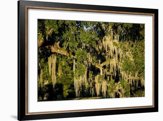 Live Oak with Spanish Moss, Atchafalaya Basin, Louisiana, USA-Alison Jones-Framed Photographic Print