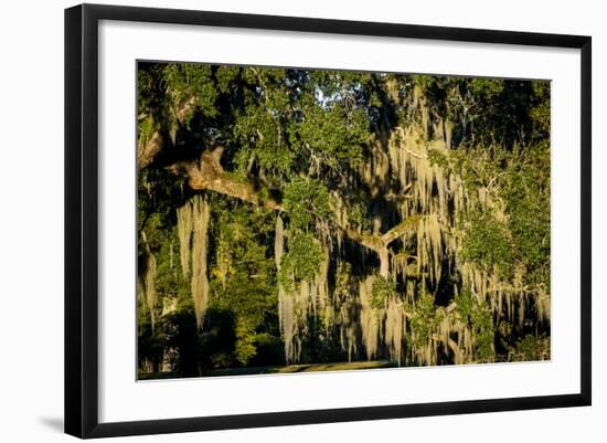 Live Oak with Spanish Moss, Atchafalaya Basin, Louisiana, USA-Alison Jones-Framed Photographic Print