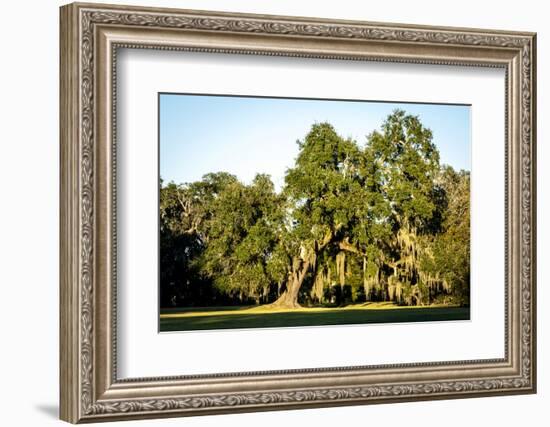 Live Oak with Spanish Moss, Atchafalaya Basin, Louisiana, USA-Alison Jones-Framed Photographic Print