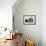 Live Oak with Spanish Moss, Atchafalaya Basin, Louisiana, USA-Alison Jones-Framed Photographic Print displayed on a wall