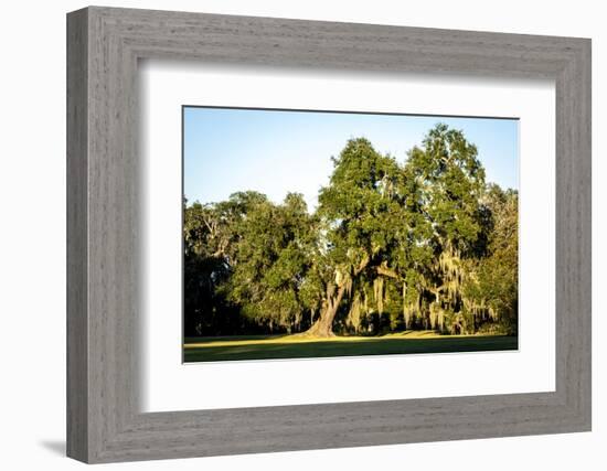 Live Oak with Spanish Moss, Atchafalaya Basin, Louisiana, USA-Alison Jones-Framed Photographic Print