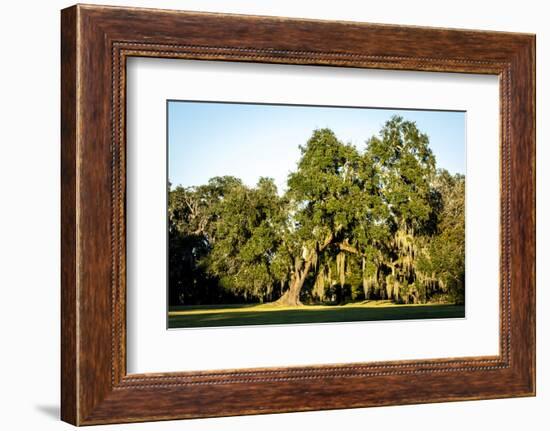 Live Oak with Spanish Moss, Atchafalaya Basin, Louisiana, USA-Alison Jones-Framed Photographic Print