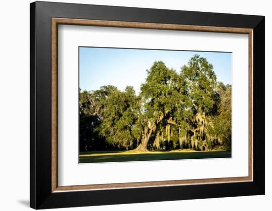 Live Oak with Spanish Moss, Atchafalaya Basin, Louisiana, USA-Alison Jones-Framed Photographic Print