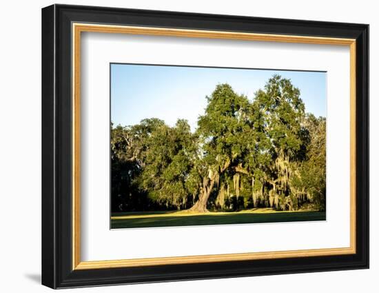 Live Oak with Spanish Moss, Atchafalaya Basin, Louisiana, USA-Alison Jones-Framed Photographic Print