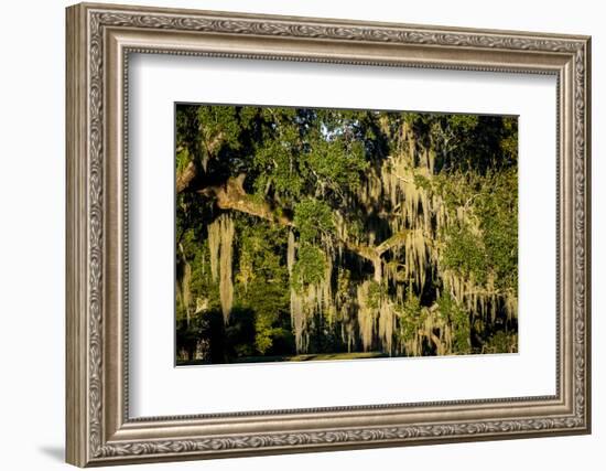 Live Oak with Spanish Moss, Atchafalaya Basin, Louisiana, USA-Alison Jones-Framed Photographic Print