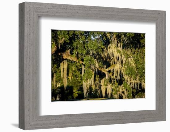 Live Oak with Spanish Moss, Atchafalaya Basin, Louisiana, USA-Alison Jones-Framed Photographic Print