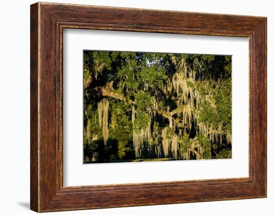 Live Oak with Spanish Moss, Atchafalaya Basin, Louisiana, USA-Alison Jones-Framed Photographic Print