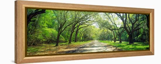 Live Oaks and Spanish Moss Wormsloe State Historic Site Savannah Ga-null-Framed Stretched Canvas