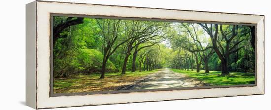 Live Oaks and Spanish Moss Wormsloe State Historic Site Savannah Ga-null-Framed Stretched Canvas