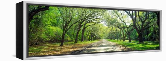 Live Oaks and Spanish Moss Wormsloe State Historic Site Savannah Ga-null-Framed Stretched Canvas