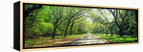 Live Oaks and Spanish Moss Wormsloe State Historic Site Savannah Ga-null-Framed Stretched Canvas