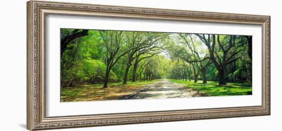 Live Oaks and Spanish Moss Wormsloe State Historic Site Savannah Ga--Framed Photographic Print