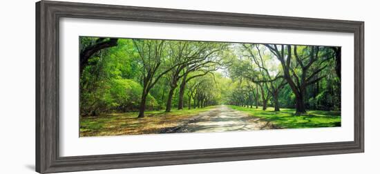 Live Oaks and Spanish Moss Wormsloe State Historic Site Savannah Ga-null-Framed Photographic Print