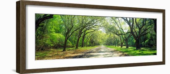 Live Oaks and Spanish Moss Wormsloe State Historic Site Savannah Ga--Framed Photographic Print